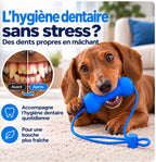 Visuel illustratif de l’hygiène dentaire avec un teckel