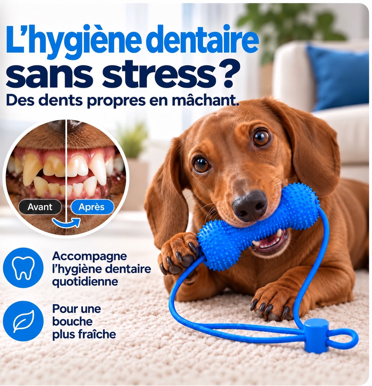 Visuel illustratif de l’hygiène dentaire avec un teckel