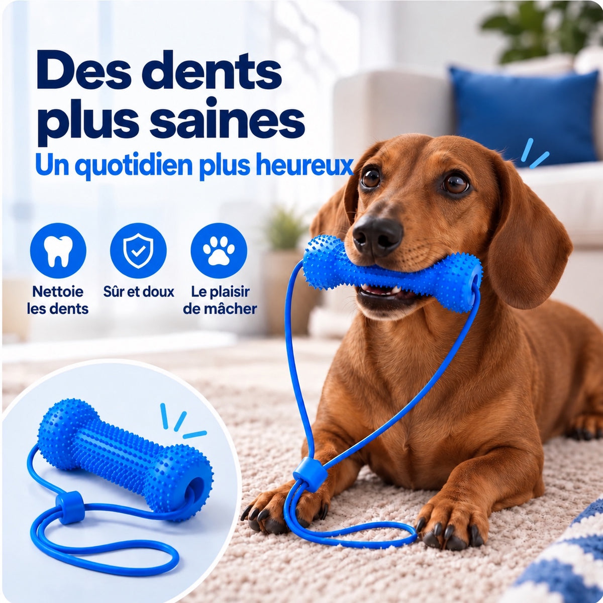 Présentation de l’accessoire bleu avec un teckel
